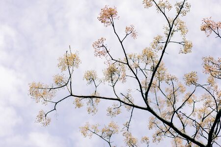 little young orange leaves on branches of shrub in the spring.の写真素材