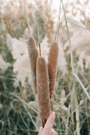 a dry cone of reeds in your hand, the down of reeds fluttering in the wind