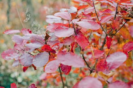 beautiful red foliage on trees in autumn i