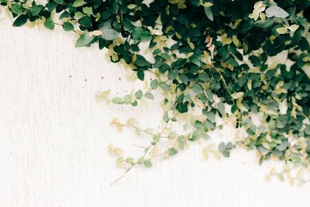 natural background of green ivyの写真素材