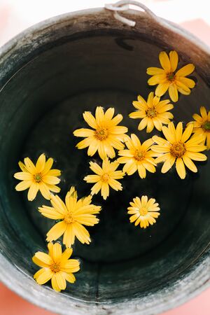 yellow flowers in a bucket of waterの写真素材