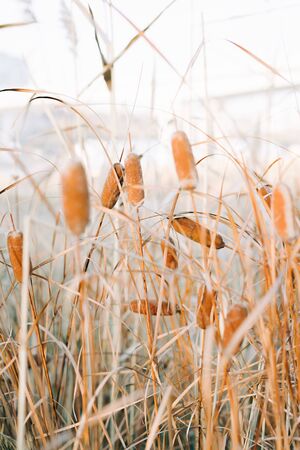 beautiful dry brown branches of reeds on the river Bank in autumn at sunsetの写真素材