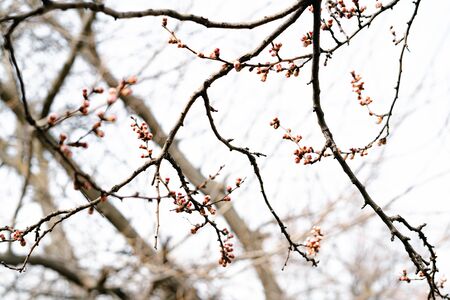 swollen almost flowers on a branch of a budding apricot in early springの写真素材