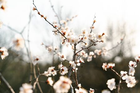 many beautiful, delicate, white flowers of a blooming apricot on a branch, in early spring against a blue skyの写真素材