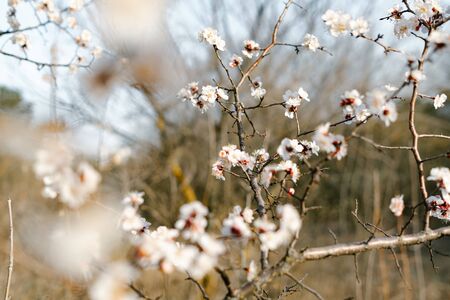 many beautiful, delicate, white flowers of a blooming apricot on a branch, in early spring against a blue skyの写真素材