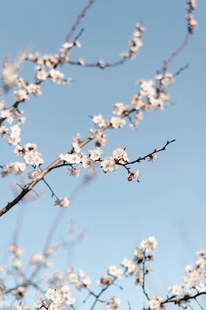 many beautiful, delicate, white flowers of a blooming apricot on a branch, in early spring against a blue skyの写真素材