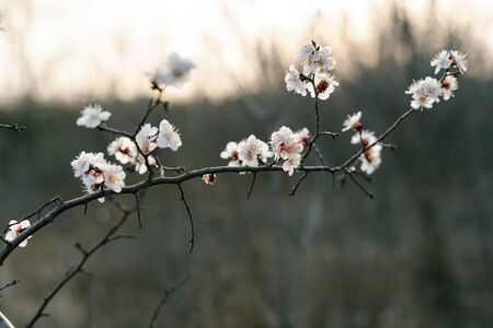 many beautiful, delicate, white flowers of a blooming apricot on a branch, in early spring against a...
