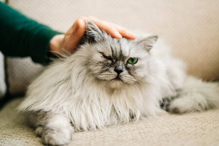 Gray , kawaii, cute, fluffy Scottish Highland Straight Longhair grey cat with big green eyes is lying on a beige sofa, and a young man is stroking the cat's head.の写真素材