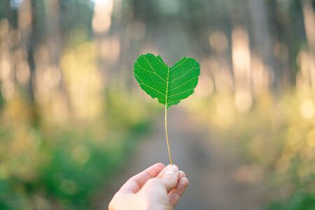 Fresh heart shape leaf on natural forest background. Text copy space. Love, Healthy, Ecology concept.natural trendの写真素材