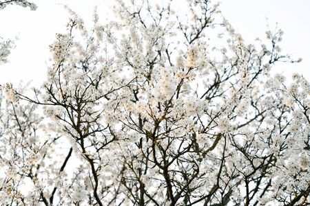 on the branches of the cherry plum tree, there are many white, delicate flowers that bloomed in...