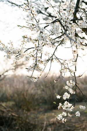 on the branches of the cherry plum tree, there are many white, delicate flowers that bloomed in...