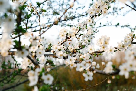 blooming white tree. with a lot of white, delicate cherry blossom flowers. branches of a blooming plum tree on a background of green grass in the light of the setting sun. huge blooming treeの写真素材
