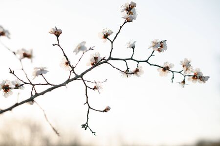 Beautiful floral spring abstract background of nature.Branches of blossoming apricot macro with soft focus on gentle light blue sky background. spring seasons trendの写真素材