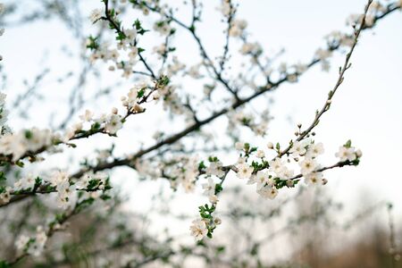 blooming white tree. with a lot of white, delicate cherry blossom flowers. branches of a blooming...