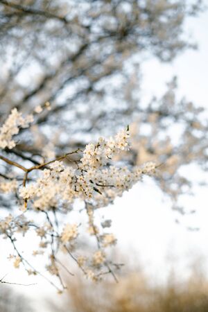 on the branches of the cherry plum tree, there are many white, delicate flowers that bloomed in early spring.in the rays of the setting sun. seasonal trendの写真素材