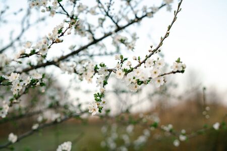blooming white tree. with a lot of white, delicate cherry blossom flowers. branches of a blooming...