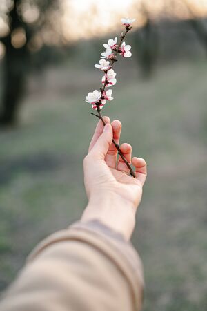 Beautiful floral spring abstract background of nature.Branches of blossoming apricot macro with soft focus on gentle light blue sky background. spring seasons trendの写真素材