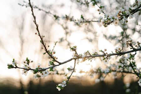 blooming white tree. with a lot of white, delicate cherry blossom flowers. branches of a blooming plum tree on a background of green grass in the light of the setting sun. huge blooming treeの写真素材