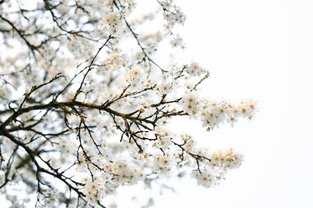 on the branches of the cherry plum tree, there are many white, delicate flowers that bloomed in...
