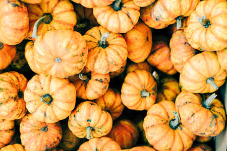 Closeup of beautiful ripe orange pumpkins in fall autumn halloween or thanksgiving pumpkin patch market display, white background text copy space.concept of Halloween.の写真素材