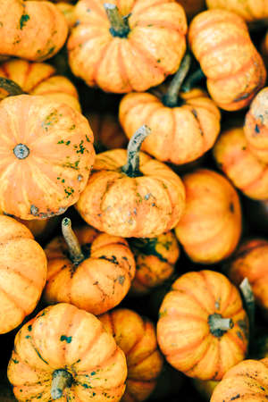 Closeup of beautiful ripe orange pumpkins in fall autumn halloween or thanksgiving pumpkin patch market display, white background text copy space.concept of Halloween.の写真素材