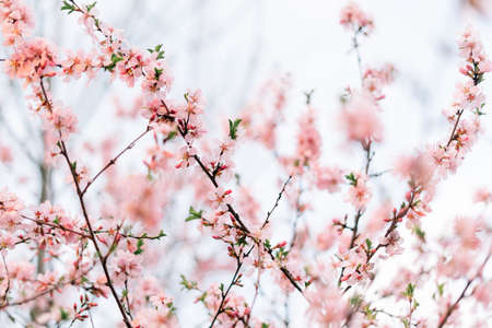 Spring blossom background. Beautiful nature scene with blooming tree and sun flare. Sunny day. Spring flowers. Beautiful Orchard. Abstract blurred background. Springtimeの写真素材