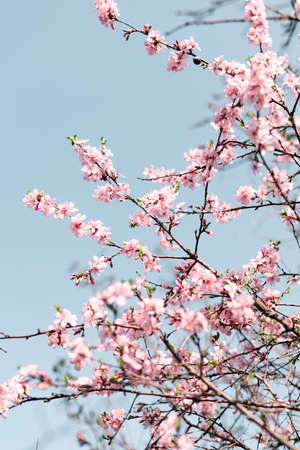 Selective focus of beautiful branches of Cherry blossoms on the tree under blue sky, Beautiful Sakura flowers during spring season in the park, Flora pattern texture, Nature floral background.の写真素材