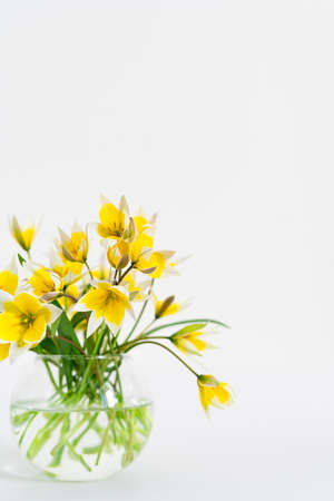 white-yellow flowers in glass vase on light table on white background. Mock up banner with bouquet flower with copy space. springtime conceptの写真素材