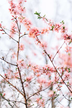 Spring blossom background. Beautiful nature scene with blooming tree and sun flare. Sunny day. Spring flowers. Beautiful Orchard. Abstract blurred background. Springtimeの写真素材