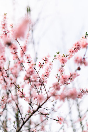 Spring border or background art with pink blossom. Beautiful nature scene with blooming tree and sun flare. Easter Sunny day. Spring flowers. Beautiful Orchard Abstract blurred background. Springtimeの写真素材
