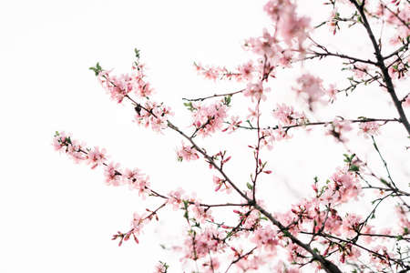 Spring border or background art with pink blossom. Beautiful nature scene with blooming tree and sun flare. Easter Sunny day. Spring flowers. Beautiful Orchard Abstract blurred background. Springtimeの写真素材