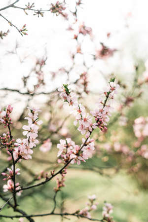 Spring blossom background. Beautiful nature scene with blooming tree and sun flare. Sunny day. Spring flowers. Beautiful Orchard. Abstract blurred background. Springtimeの写真素材