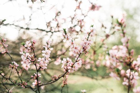 Spring blossom background. Beautiful nature scene with blooming tree and sun flare. Sunny day. Spring flowers. Beautiful Orchard. Abstract blurred background. Springtimeの写真素材