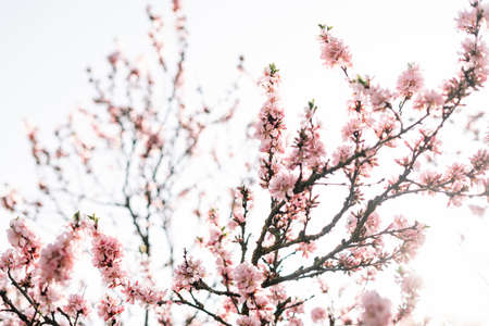 Beautiful floral spring abstract background of nature.Branches of blossoming apricot macro with soft focus on gentle light blue sky background. For easter and spring greeting cards with copy spaceの写真素材