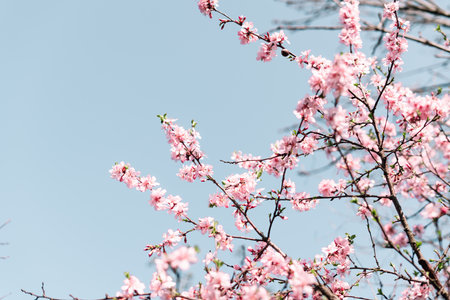 Selective focus of beautiful branches of Cherry blossoms on the tree under blue sky, Beautiful Sakura flowers during spring season in the park, Flora pattern texture, Nature floral background.の写真素材