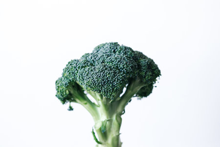 fresh green head of broccoli cabbage in hand on a white backgroundの写真素材