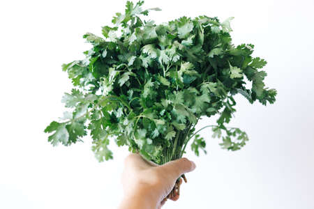 fresh green bunch of parsley in hand on a white backgroundの写真素材