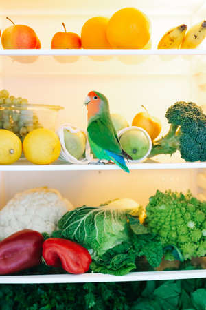 harvest of fresh healthy vegetables on the refrigerator shelfの写真素材