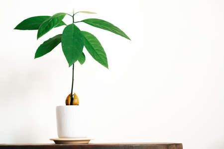 a young avocado plant in a white pot on a wooden table against a white wall. High quality photoの写真素材