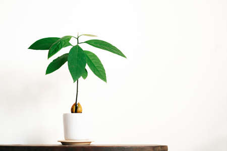 a young avocado plant in a white pot on a wooden table against a white wall. High quality photoの写真素材