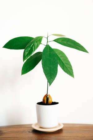 a young avocado plant in a white pot on a wooden table against a white wall. High quality photoの写真素材