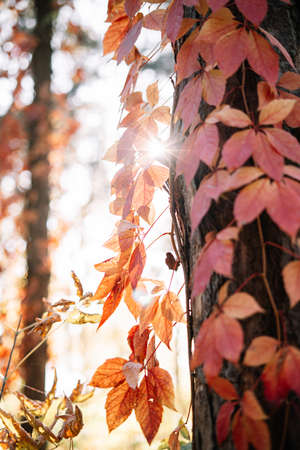 bright red autumn leaves of wild grapes wrapped around pine trees. bright colors of autumn. High quality photoの写真素材