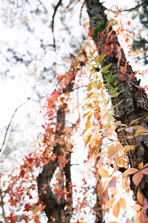 bright red autumn leaves of wild grapes wrapped around pine trees. bright colors of autumnの写真素材