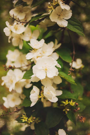 Tropical white flower, Sampaguita Jasmine, with natural blurred background. Rainy summertime.の写真素材