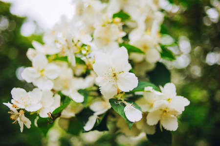 Tropical white flower, Sampaguita Jasmine, with natural blurred background. Rainy summertime.の写真素材