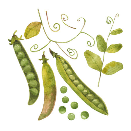 Green peas. Watercolor illustration on a white background.の写真素材