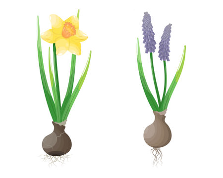 Muscari flower on purple background. Vector illustration in flat style.のイラスト素材