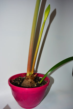 Beautiful and bright orange amaryllis buds bloomed this winter. Speckled flowers growing from a bulb in a crimson, pink pot.の写真素材