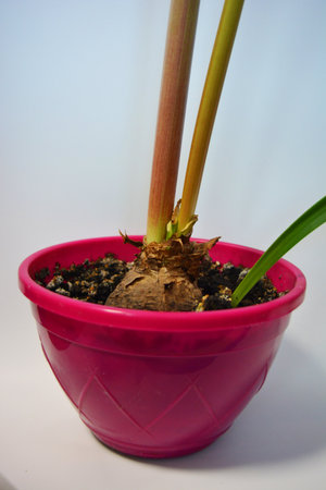Beautiful and bright orange amaryllis buds bloomed this winter. Speckled flowers growing from a bulb in a crimson, pink pot.の写真素材