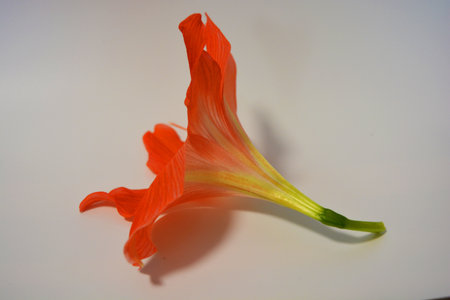 Beautiful and bright orange amaryllis buds bloomed this winter. Speckled flowers growing from a bulb in a crimson, pink pot.の写真素材
